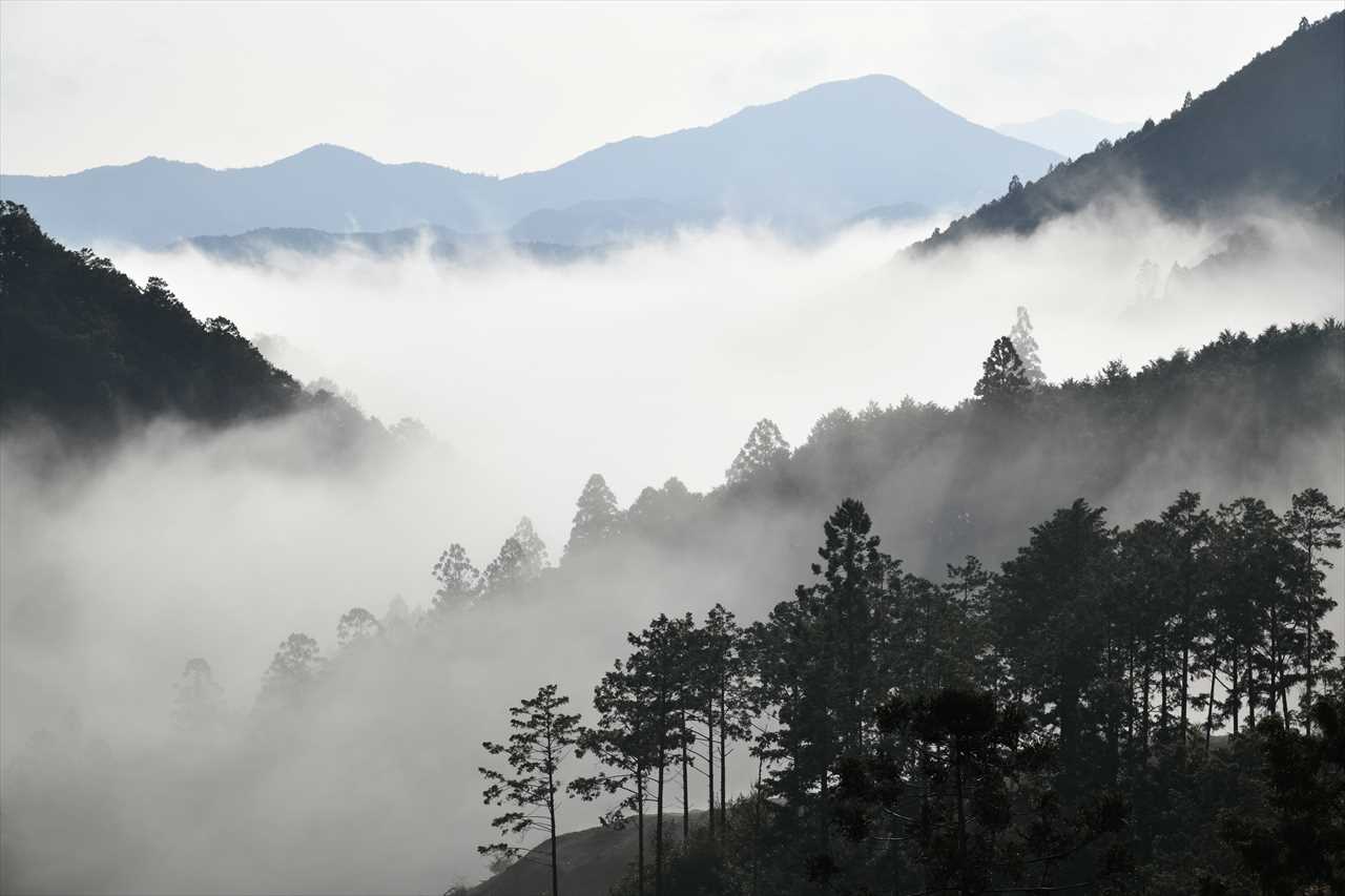 本宮の朝霧