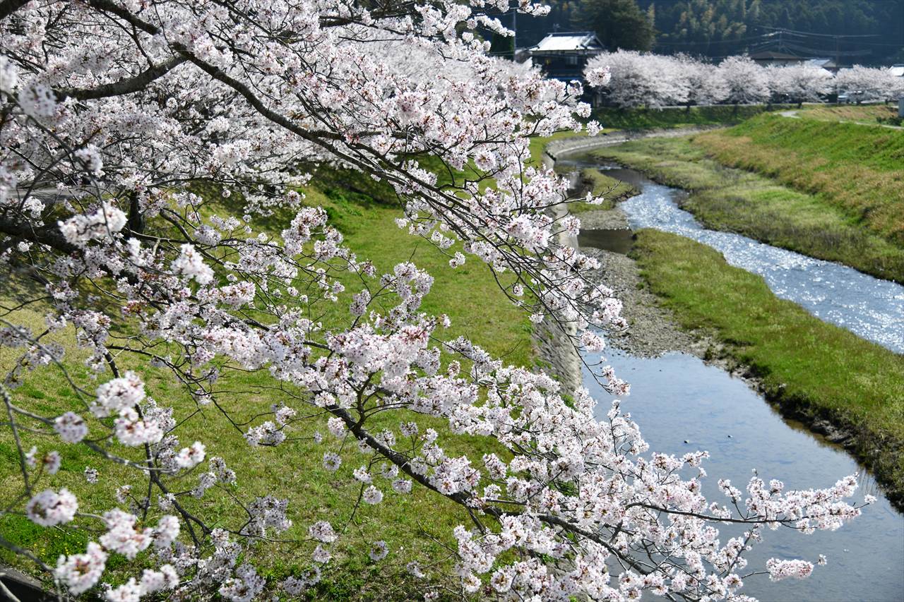 草堂寺の桜