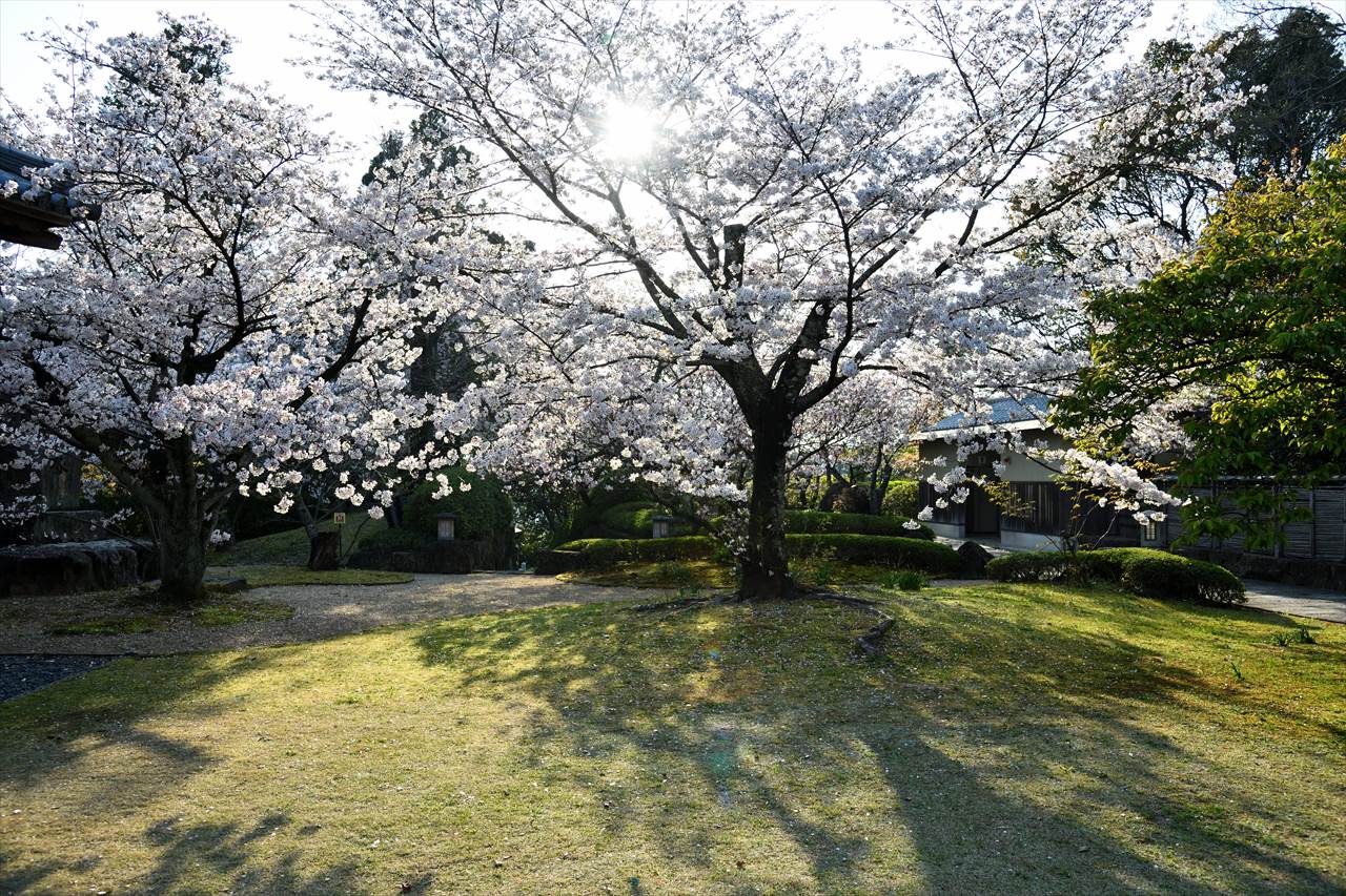 高山寺の桜