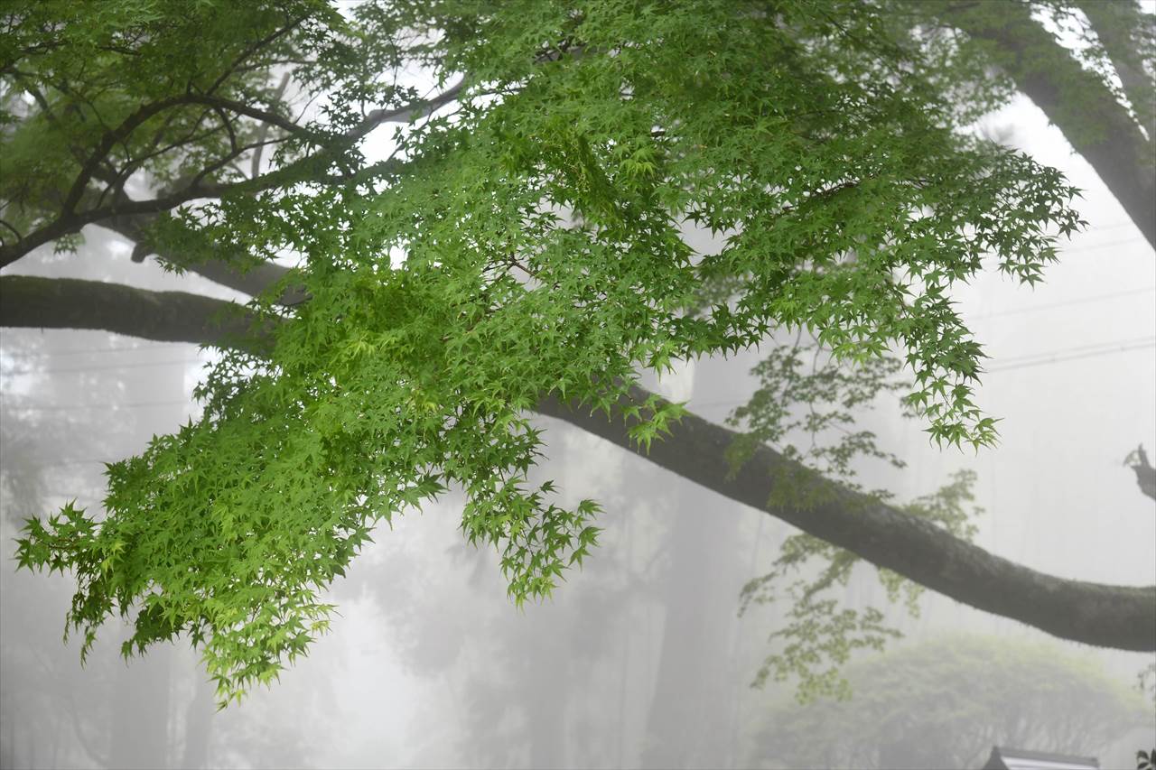 霧の阿弥陀寺
